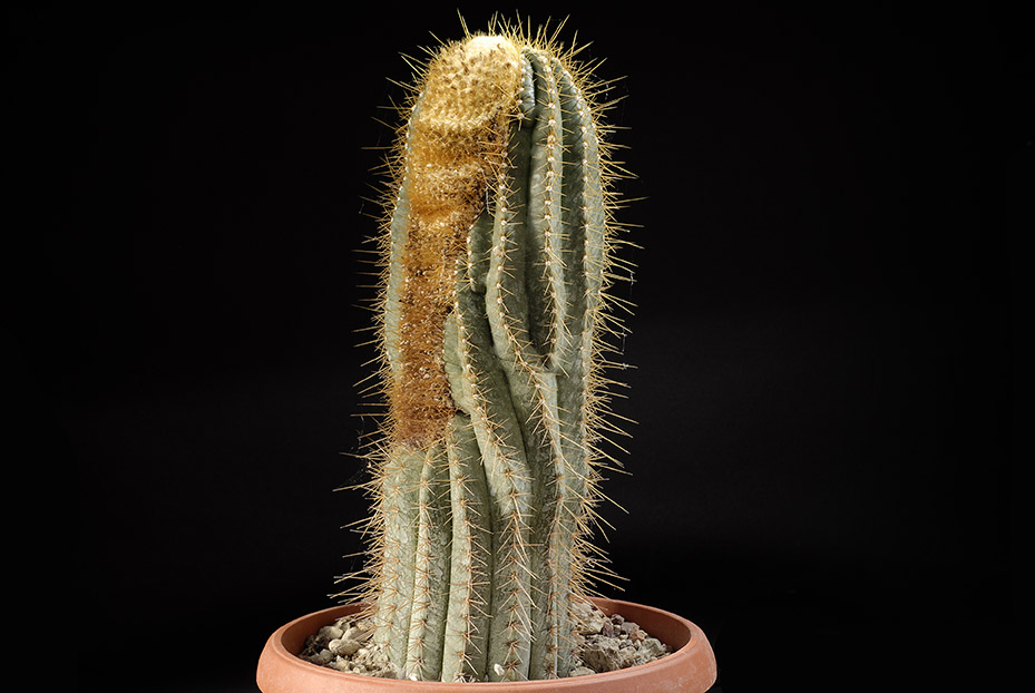 Buiningia aurea (talea) d. 11 h. 35 cm 140.00 €.jpg